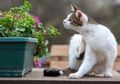 Kucing Peliharaanmu sering Menyemprotkan Urin? Ternyata Ini Alasannya!