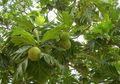 Pohon Buah Ini Tumbuh Subur di Indonesia, Siapa Sangka Malah Buah Ini yang Akan Jadi Sumber Ketahanan Pangan Global!