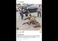 Viral Video Kuda Delman Tergeletak Di Jalan, Begini Kata Pemilik