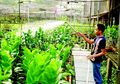Anggrek Sehat dan Terus Berbunga Kuncinya di Penyiraman, Ini Tipsnya!