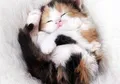 Kucing Tiga Warna; Bisakah Kucing Belang Tiga, Calico, Hamil?