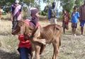 Warga Desa Berbondong-bondong 'Menyembah' Anak Sapi yang Terlahir dengan 5 Kaki, Mereka yang Sudah Melihat Sapi Ini Kemudian Bermimpi Akan Hal Unik Ini