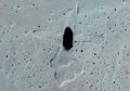 Tertangkap Oleh Citra Satelit Google, Tanda Hitam Misterius Ini Ditemukan Di Gurun China, Banyak yang Berspekulasi Itu Adalah Lambang Kuno Ini