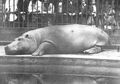 Kisah Saat Kuda Nil Hampir Menyelamatkan Amerika Sampai Dibuta RUU Hippo: Ikan Dimusnahkan, Sesuatu Harus Dilakukan