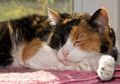 Kucing Tiga Warna; 5 Fakta Warna-warni Kucing Calico yang Cantik