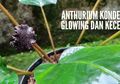2021 Penghobi Tanaman Hias Makin Menggila, Anthurium Tusuk Konde Sentuh Harga Jutaan Rupiah Meski Ukurannya Hanya 6 Cm, Kolektor: Anakannya Belum Punya Batang Rp 500 Ribu