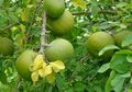 Ternyata Selama Ini Kita Salah, Buah Maja, Rasanya Ternyata Tidak Sepahit Akhir Kisah Majapahit