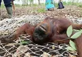 Dalam Sehari Tiga Orangutan di Kalimantan Tengah Berhasil Diselamatkan