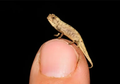 Brookesia nana, Reptil Terkecil di Dunia yang Selebar Ujung Jari Kita