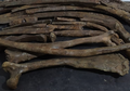 Temuan Fosil Stegodon trigonocephalus di Sumedang Siap Direkonstruksi