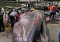 Paus yang Terdampar di Florida Ternyata Spesies Baru Terancam Punah