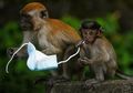 Gejala Mirip Virus Corona, Dokter Hewan di China Meninggal Terinfeksi Virus Monkey-B