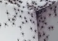 Ratusan Laba-laba Pemburu Menyerbu Kamar Seorang Anak di Australia