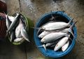 Alasan Kenapa Ikan Bandeng Identik dengan Perayaan Imlek di Jakarta