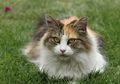 Firasat Kucing Peliharaan Seolah-olah Menatap Tanpa Kedipkan Matanya Menurut Primbon Jawa, Apakah Pertanda Baik atau Buruk?