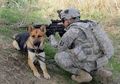 Tentara Inggris Ini Terpaksa ‘Tidurkan Selama-lamanya’ 1.200 Anjing Perang Setelah Mereka Tidak Bisa Lagi Berikan Pengabdiannya dalam Militer