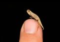 Spesies Bunglon Baru Ini Mungkin Reptil Terkecil yang Ada di Dunia, Ukuranya Sebesar Biji Bunga Matahari