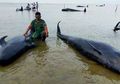 Kejadian Langka nan Mengenaskan, 52 Ekor Paus Terdampar di Pantai Jawa Timur