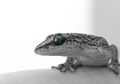 Mimpi Kejatuhan Tahi Cicak Menurut Islam, Benarkah Pertanda Buruk?