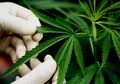 Thailand Jadikan Ganja Tanaman Komersial dan Sumber Penghasilan Petani, Ternyata Ini Manfaat dan Bahayanya