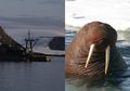 Bangkai Kapal Ahli Rusia Diserang Walrus yang Jadi Ganas Ketika Musim Kawin dan Lindungi Anaknya