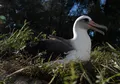 Wisdom si Burung Tertua di Dunia Berulang Tahun, Bertambah Umur Lagi