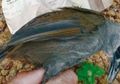 Ditemukan Warga Secara Tidak Sengaja, Burung Pelanduk Kalimantan yang Sempat Menghilang 172 Tahun Muncul Lagi, Difoto Warga Lalu Dilepaskan Kembali