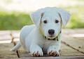 Anjing bisa Berkomunikasi dengan Manusia sejak Bayi, Memeliharanya di Rumah akan Sehatkan Fisik dan Mental