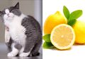 Punya Peliharaan Kucing dan Sebal dengan Kutunya? Begini 5 Cara Rumahan Ampuh Basmi Kutu Kucing, Salah Satunya dengan Buah yang Masam Ini