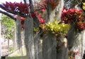 Bromelia dan 2 Jenis Paku-pakuan, Tanaman Epifit Populer, Yuk Kenali!