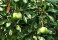 Mitos dan Fakta soal Tanaman, Penting Buat yang Hobi Berkebun!