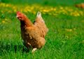 Malamnya Tetiba Mimpi Menangkap Ayam dan Terlepas, Wanita ini Esoknya Mendapatkan Kehidupan Baru, Ternyata Inilah Arti Mimpi Menangkap Ayam Menurut Primbon Jawa