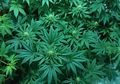 Peneliti Sebut Senyawa Ganja Berpotensi Hambat Replikasi Virus Corona