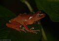 Katak Pohon Mutiara Terlihat di Pangrango Setelah Delapan Tahun Hilang