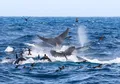 Keindahan dalam Kebuasan, 70 Orca Memangsa Paus Biru di Tengah Laut