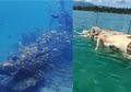 Diduga Bangkainya Muncul di Laut Natuna, Gajah Mina Nyatanya Satu dari 7 Hewan Makara dengan Kekuatan Mahadashyat di Lautan, Kemunculannya Sering Jadi Pertanda Nasib Buruk, LIPI Akhirnya Angkat Bicara