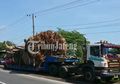 Sopir Pengantar Ungkap Barang Bawaannya Diikuti Jin, Crazy Rich Semarang Niat Beli Potongan Pohon Baobab Seberat 80 Ton untuk Ditanam di Rumahnya: yang Mahal Ongkos Angkutnya...