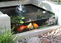 Stres Kelamaan di Rumah Ingin Buat Kolam Ikan? Ternyata Biayanya Bisa Sampai 20 Jutaan!