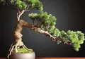 Ingin Bikin Bonsai? Ini Kriteria dan Pilihan Tanaman yang Cocok