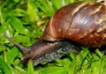 Ini Beda Serangan Siput dan Ulat pada Tanaman, Tips Mengatasinya
