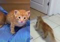 Mengeong Lama Sekali, Video Induk Kucing Bawa Anaknya ke Rumah Sakit untuk Berobat Ini Viral, Staf Medis Segera Memeriksanya: 'Kami Sangat Emosional'