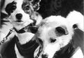 Belka dan Strelka, Sepasang Anjing Pertama yang Selamat dari Misi Luar Angkasa Uni Soviet, Berkat Mereka Soviet Makin Percaya Diri Kirim Orang Pertama Meluncur ke Luar Angkasa