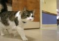 Imut dan Lucu, Siapa Sangka Kehadiran Kucing Ini Bak Pembawa Kematian, Petugas Rumah Sakit Syok Saat Tahu Kucing Ini Bisa Meramalkan Kematian Dengan Cara Ini