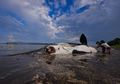 Seekor Paus Pembunuh Ditemukan Mati Terdampar di Pantai Banyuwangi