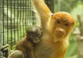 Yeay! Bayi Bekantan Telah Lahir Sehat dan Selamat di Bali Safari
