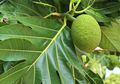 Asam Urat Sirna dengan Air Rebusan Daun Pohon Sukun, Tinggi Flavonoid