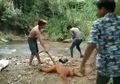 Cerita di Balik Hebohnya Video Dugaan Penyiksaan Satwa Langka Simpai