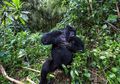 Buat yang Penasaran Mengapa Gorila Jantan Suka Menggebuk Dada