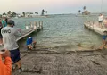 Hiu Gergaji Terbesar di Dunia Ditemukan Terdampar di Florida