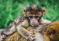 Hibrida Manusia-Monyet Ini Dianggap Sebagai Eksperimen Paling 'Kelewat Batas', Dilahirkan Hanya untuk Organ-organ Tubuhnya dan Direncanakan untuk Tujuan Medis Ini